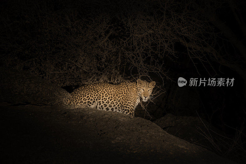 印度豹(Panthera pardus fusca)夜间狩猎，拉贾斯坦邦，印度